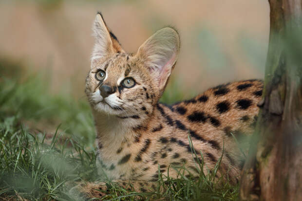 В Сочи женщина пыталась вывезти из РФ в Мексику сервала