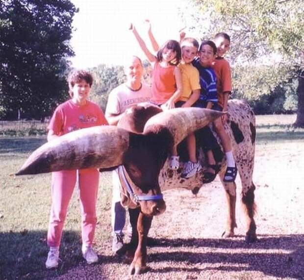 Watusi - бык с самыми большими рогами (8 фото) Watusi - бык с самыми большими рогами (8 фото)