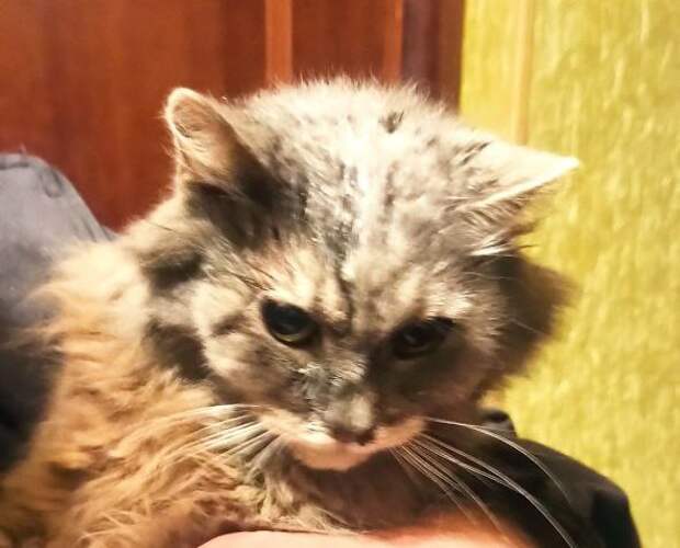На Новороссийской спасли провалившегося в вентиляцию кота