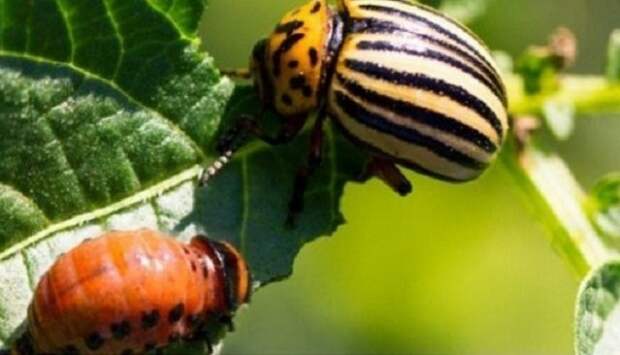 колорадский жук в огороде