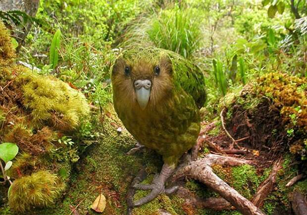 kakapo-kartinki-koshki-sobaki-smeshnye-zhivotnye-kote