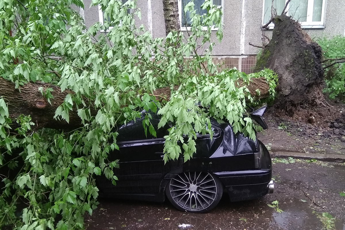 Ветер повалил в Москве десятки деревьев