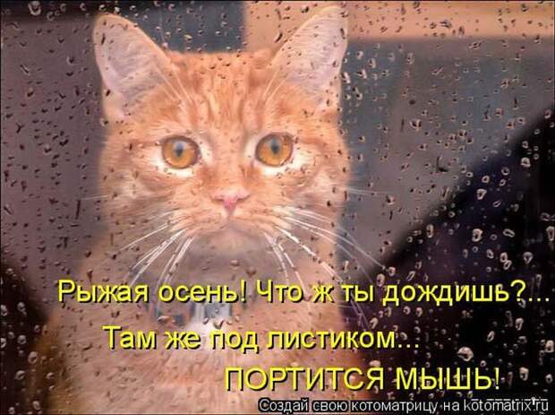 Лучшие котоматрицы недели