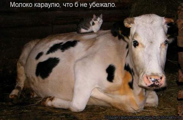 Лучшие котоматрицы недели Лучшие котоматрицы недели