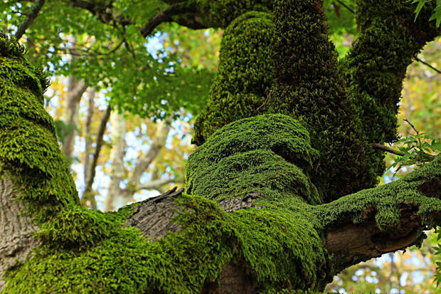 Депутат Чаплин: мох на дачном участке — сигнал о проблемах