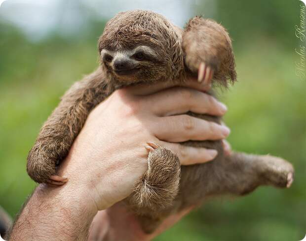 Трехпалые ленивцы (лат. Bradypus tridactylus)