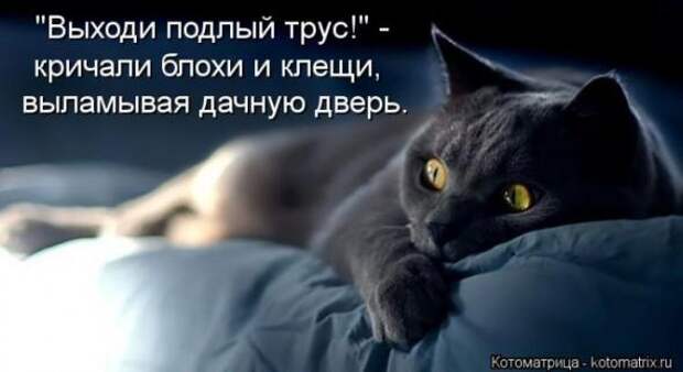 Котоматрицы(картинки с надписями)