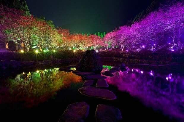 Cherry Blossom 7 Вишневый цвет