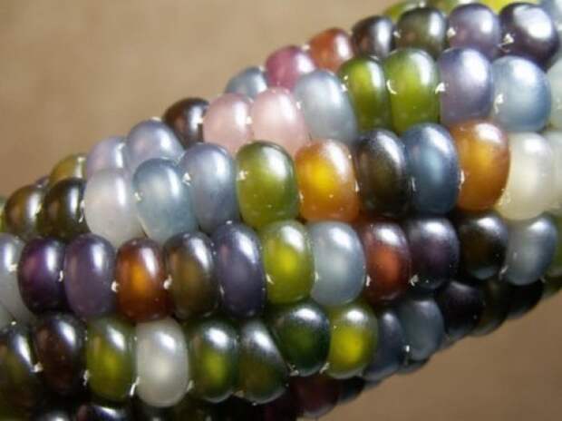 Сорт разноцветной кукурузы «Стеклянная Гемма» (Glass Gem). взгляд изнутри, необычные вещи, новый ракурс, фото