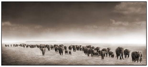 фотографии африки. Nick Brandt