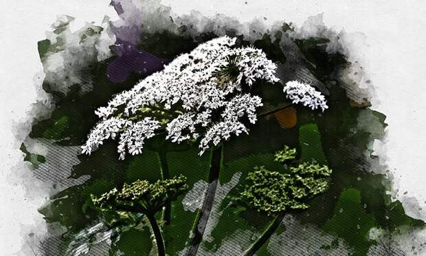 В Орловской области появился перечень опасных растений