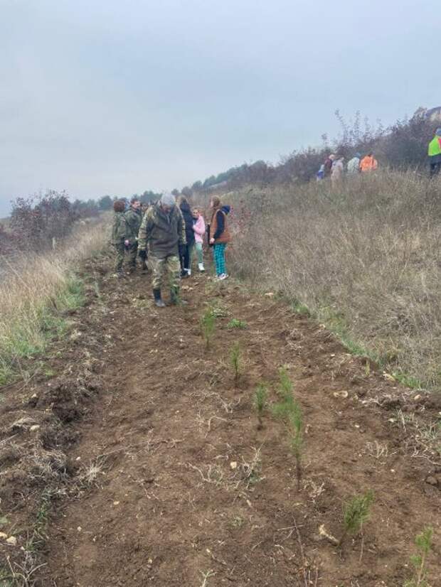В районе севастопольской Сапун-горы высадили 900 сеянцев сосны