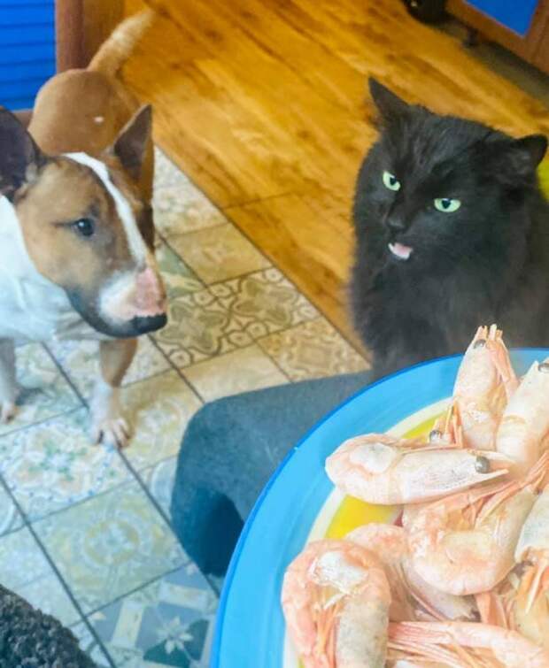 Борьба кошек за внимание. Ревнуют ли кошки?
