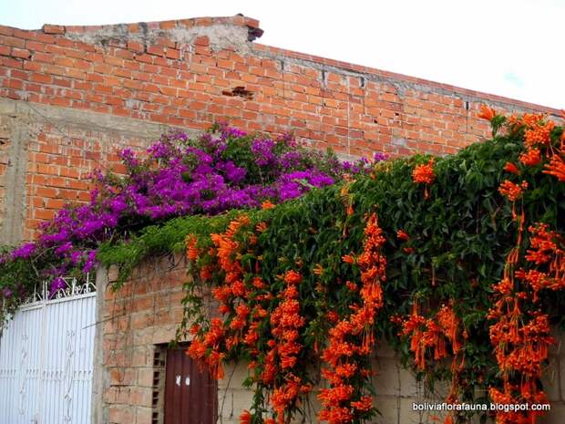 Unas flores bellas en la casa de Jacobo. Unas flores bellas en la casa de Jacobo.
