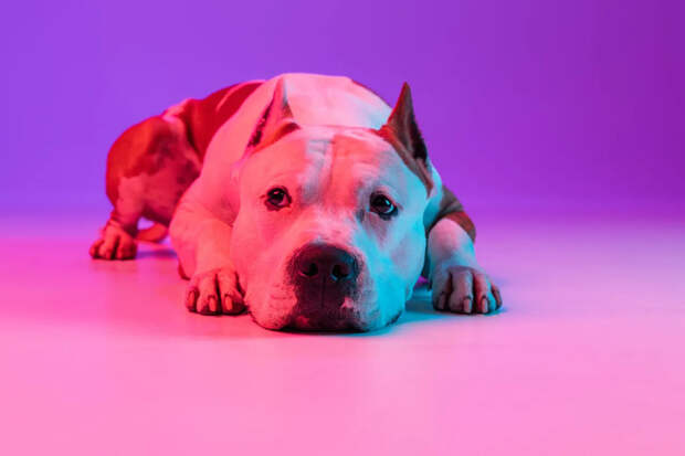 Рэпера признали виновным в смерти соседки, которую загрызли его собаки