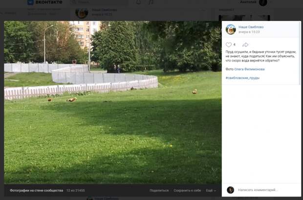 Фото дня: во время очистки прудов огари ходят без дела по Свиблову