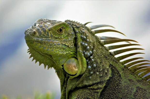 Фото: Scottslm/pixabay.com