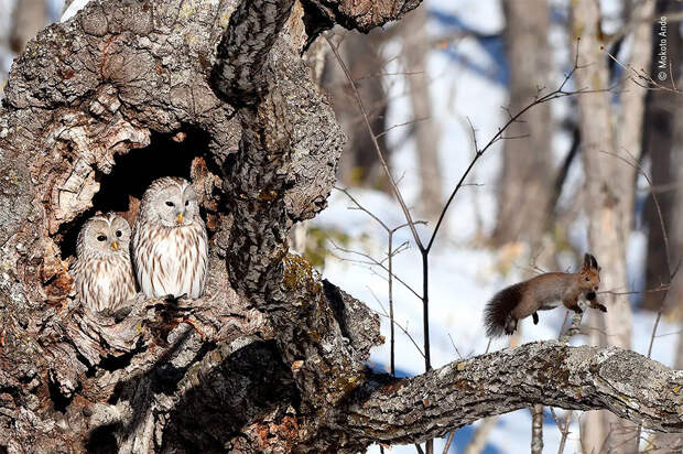 Победители фотоконкурса Wildlife Photographer of The Year 2020