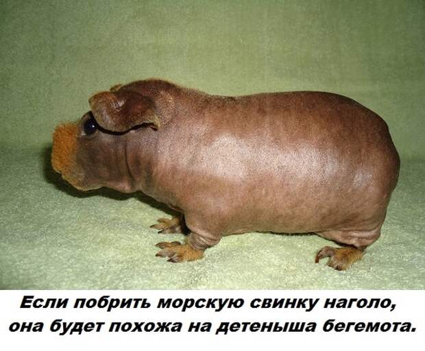 Самые бесполезные факты о которых вы не знали