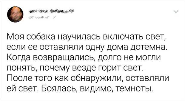 20+ доказательств того, что пушистые мордахи намного умнее, чем мы привыкли считать