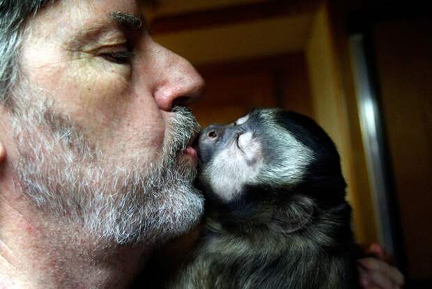 Всемирный день поцелуев поцелуй, животные, позитив