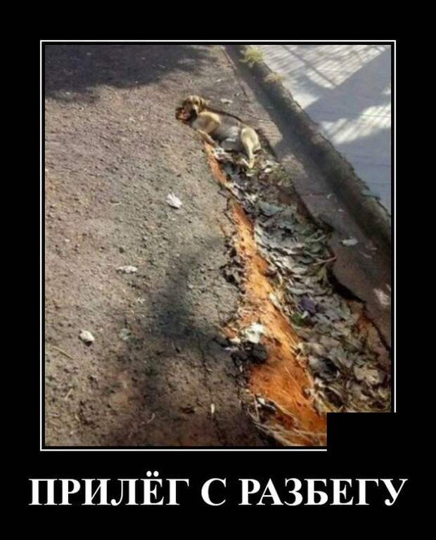 Демотиватор про собаку
