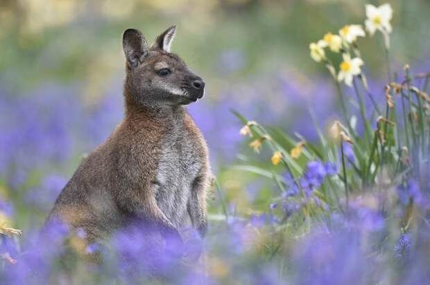 Interesting pictures with animals 08