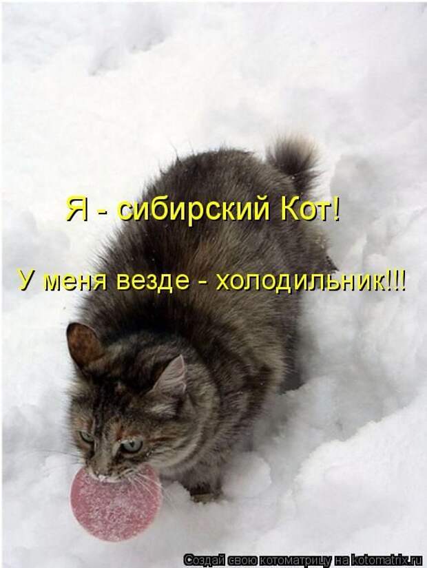 Лучшие котоматрицы недели