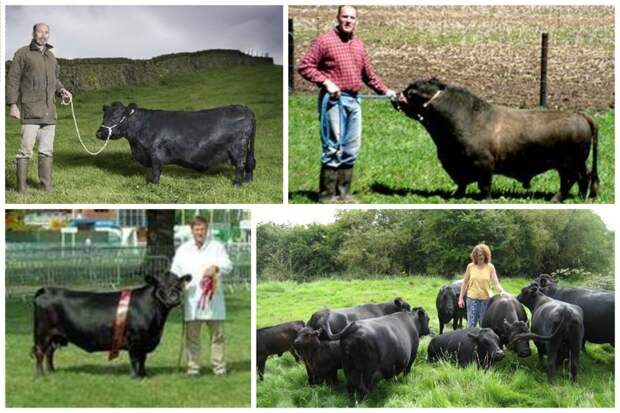 Коровы породы Декстер (Dexter Cows) - очень редкая пород, самая маленькая из европейских. Выведена в Ирландии буренки, животные, интересное, коровы, красота, породы