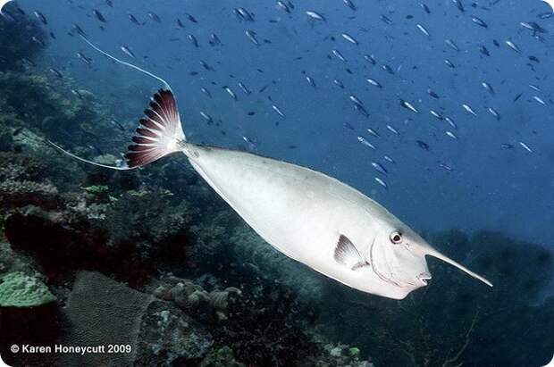 Настоящий носач Naso annulatus