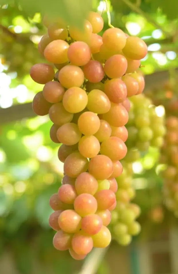 сорт винограда блестящий