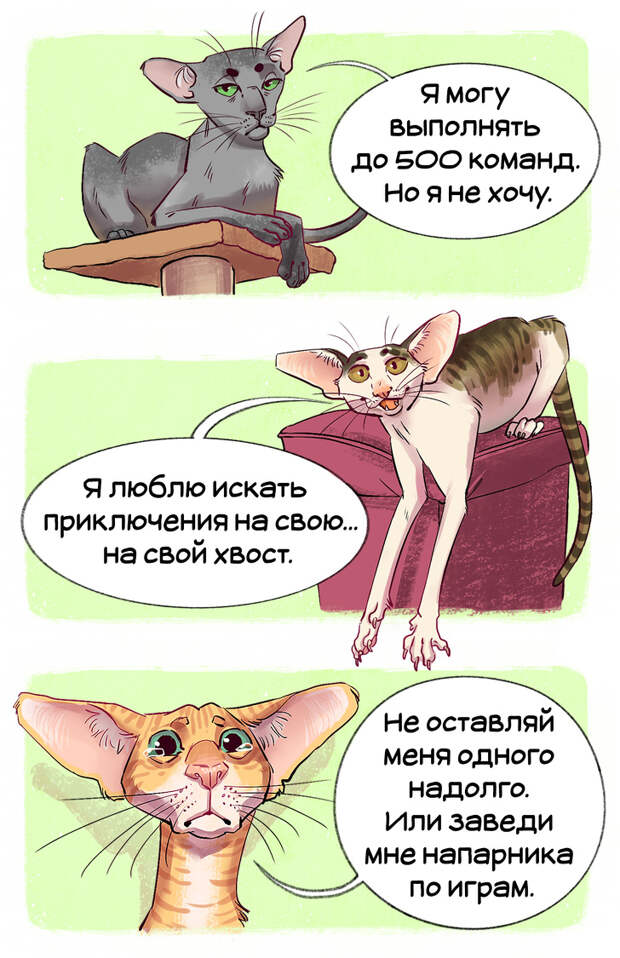 Гид по породам кошек, благодаря которому вы точно научитесь их различать