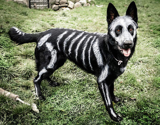 Skeledog