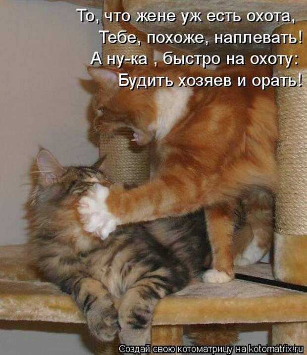 Лучшие котоматрицы недели (50 фото)