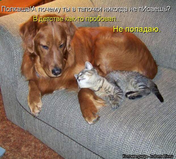 Новые котоматрицы с классным задором (30 фото) Новые котоматрицы с классным задором (30 фото)