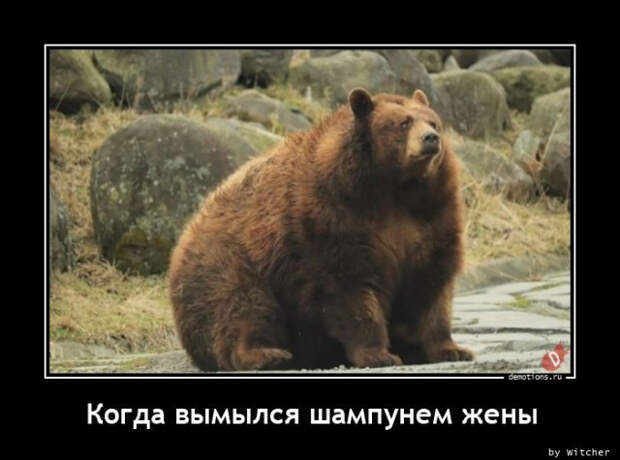 Демотиваторы для отличного настроения: «Когда вымылся шампунем жены…»