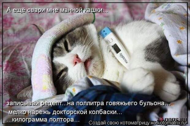 Котоматрицы(картинки с надписями)