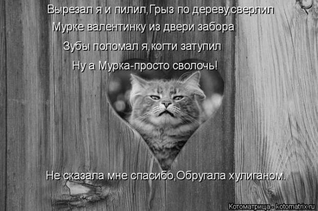 Лучшие котоматрицы недели (50 фото)