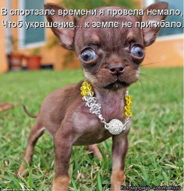 Лучшие котоматрицы недели (50 фото)