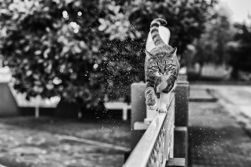 monorail_cats_photos_sabrina_boem_17.jpg