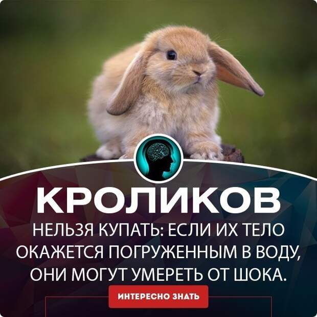 Обманывать нехорошо, но в интернете это норма