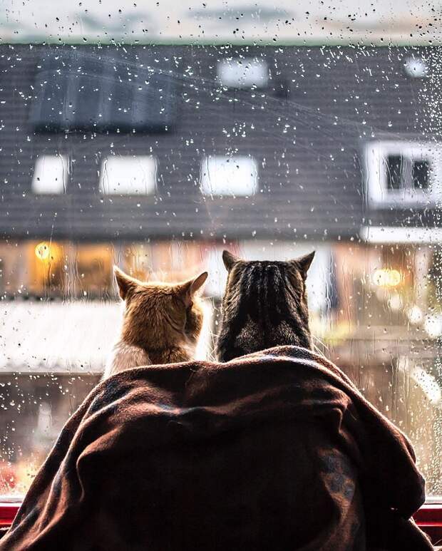 Кошки у окошка
