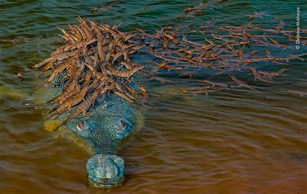 Победители фотоконкурса Wildlife Photographer of The Year 2020