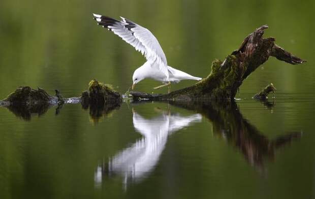 Interesting pictures with animals 11