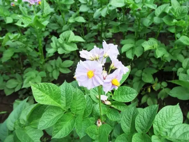 Как улучшить землю под картофель на 6 сотках, если нет возможности соблюдать севооборот