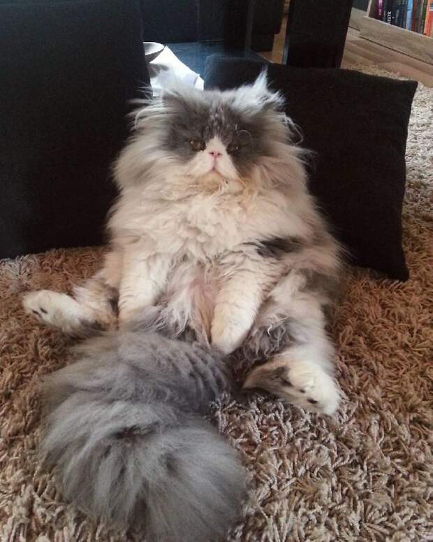 Is This A Cat Or A Sheep?