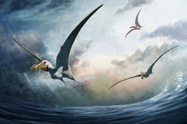SciRep: птерозавры с размахом крыльев 4,6 метра парили в небе 100 млн лет назад
