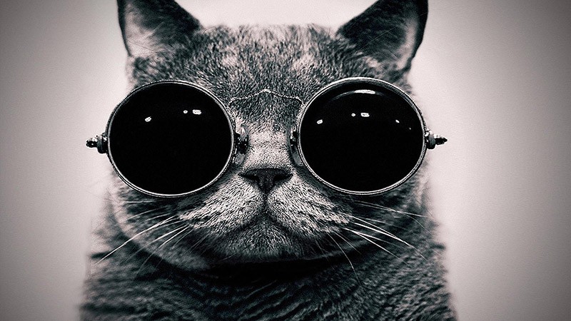 coolanimals06 Животные, которые не сомневаются в своей крутости