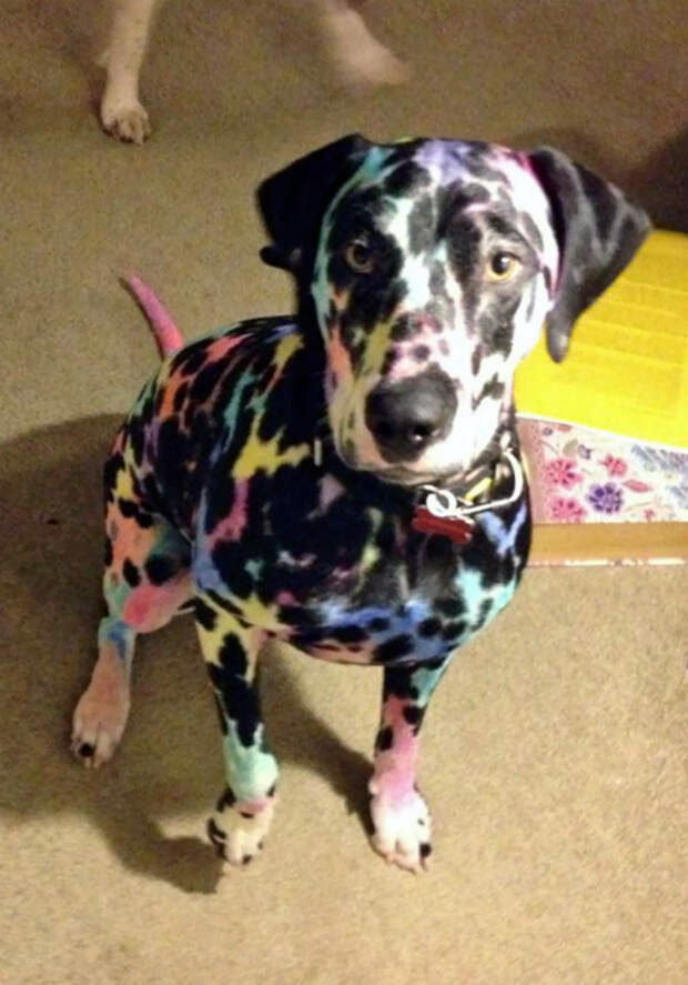 Разукрасил собаку.