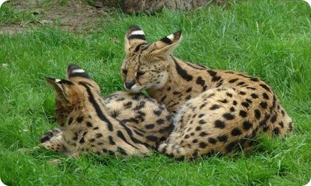 Кошка саванна